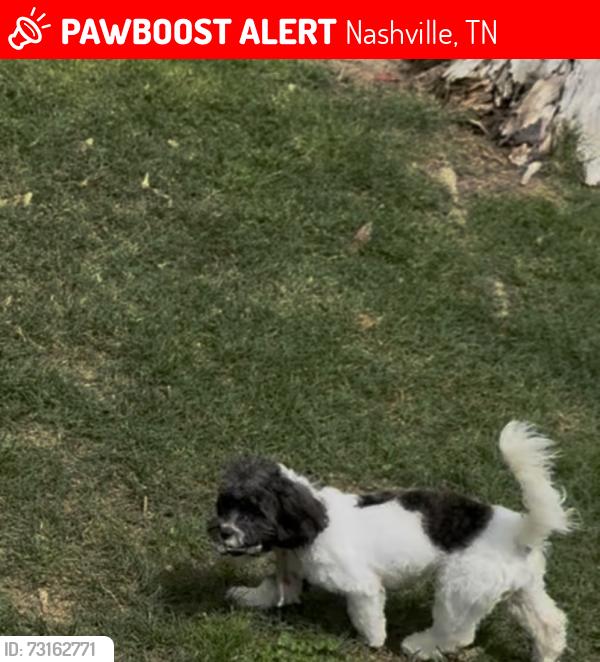Lost Female Dog last seen Harding Place, Nashville, TN 37211