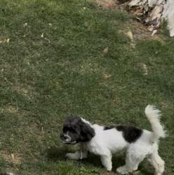 Lost Female Dog last seen Harding Place, Nashville, TN 37211