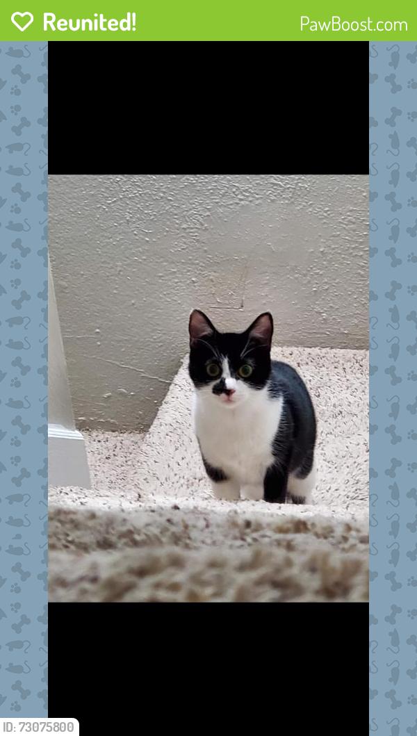 Reunited Female Cat last seen Near & Joan.ln, Conroe, TX 77306