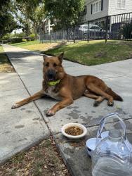 Found/Stray Male Dog last seen 6th street, Los Angeles, CA 90020