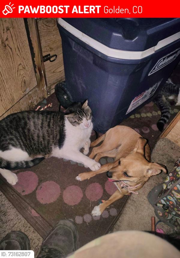 Lost Male Cat last seen Golden cemetery, Golden, CO 80403