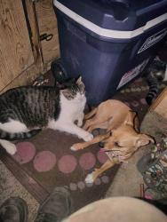 Lost Male Cat last seen Golden cemetery, Golden, CO 80403