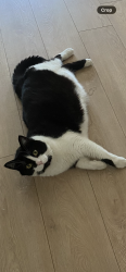 Lost Male Cat last seen Peele Street and Ontario Street, Collingwood, ON L9Y 1M9