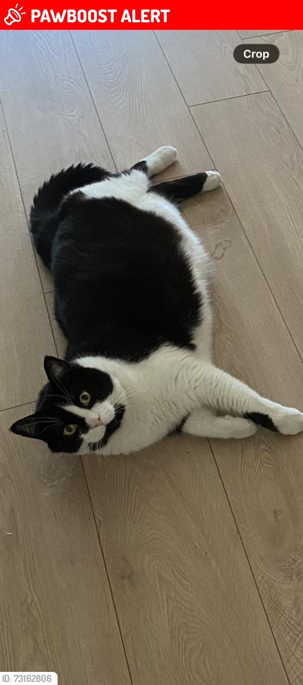 Lost Male Cat last seen Peele Street and Ontario Street, Collingwood, ON L9Y 1M9