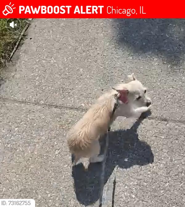 Lost Female Dog last seen Near State St IL 60628, Chicago, IL 60628