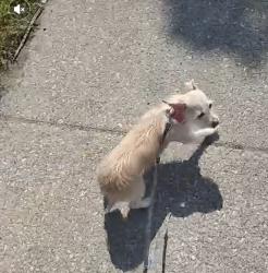 Lost Female Dog last seen Near State St IL 60628, Chicago, IL 60628