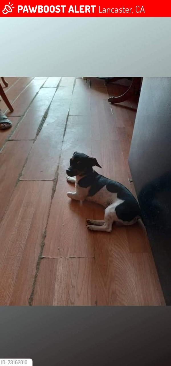 Lost Male Dog last seen Newgrove and 10th st west Lancaster CA, Lancaster, CA 93535