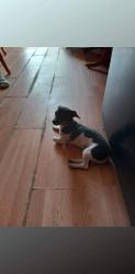 Lost Male Dog last seen Newgrove and 10th st west Lancaster CA, Lancaster, CA 93535