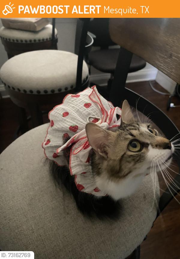 Found/Stray Female Cat last seen Rustown dr and parkhurst dr, Mesquite, TX 75150