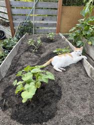 Lost Female Cat last seen Bridgeport by Harbor Greens in University Place, Tacoma, WA 98466
