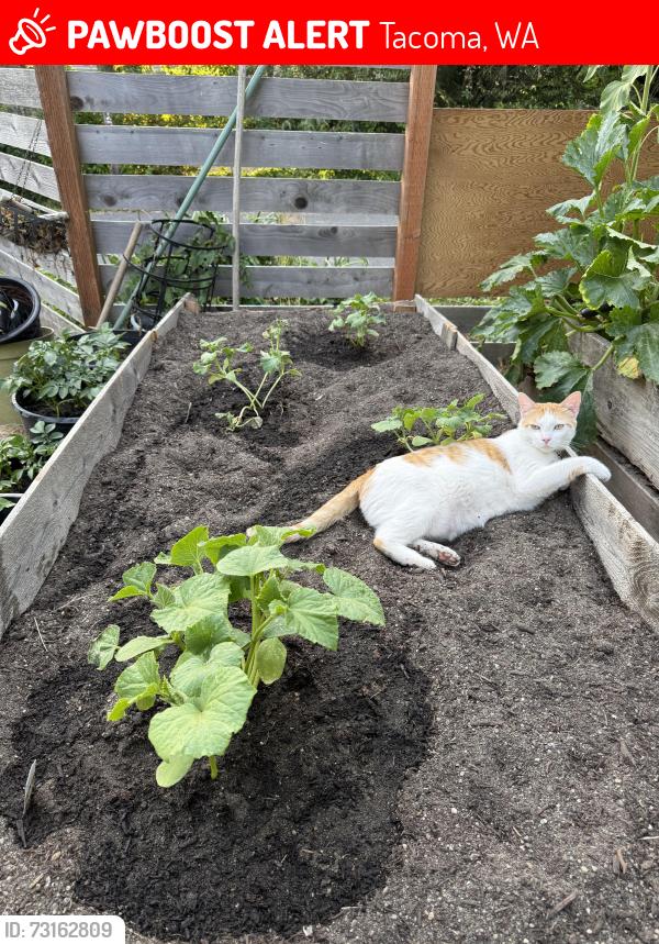 Lost Female Cat last seen Bridgeport by Harbor Greens in University Place, Tacoma, WA 98466
