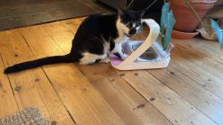 Reunited Male Cat last seen Ladybur est, Greater London, England N17 9AP