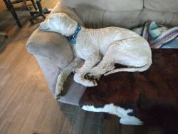 Reunited Male Dog last seen Rice st & I229, Sioux Falls, SD 57103