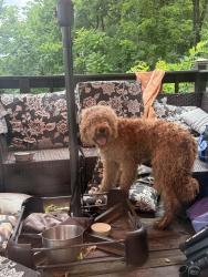 Reunited Male Dog last seen Cedarmont dr. and Old Hickory blvd, Nashville, TN 37211