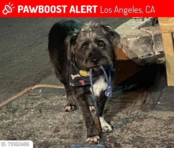 Lost Male Dog last seen YWCA on Lennox, Los Angeles, CA 91405