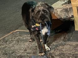 Lost Male Dog last seen YWCA on Lennox, Los Angeles, CA 91405
