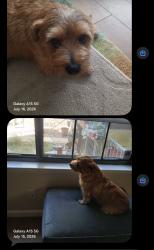 Reunited Male Dog last seen Belmar, Lakewood, CO 80226, USA, Lakewood, CO 80226