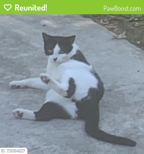 Reunited Male Cat last seen Mars St. and Astro Ct., Raleigh, NC 27604