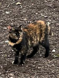 Reunited Female Cat last seen Modaff and 80th Street, Naperville Township, IL 60565