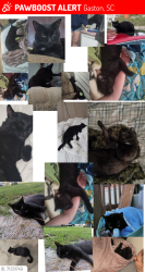 Lost Male Cat last seen Augusta highway west Columbia, West Columbia, SC 29169