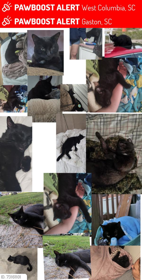 Lost Male Cat last seen Augusta highway west Columbia, West Columbia, SC 29169