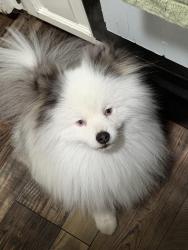 Reunited Male Dog last seen Millbrook and Dakota, Fresno, CA 93726
