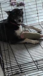 Reunited Female Dog last seen Bond hill hook and fish, Cincinnati, OH 45237