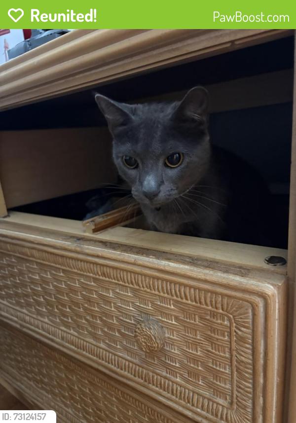 Reunited Female Cat last seen Near Meadowview Dr N. Jacksonville FL, 32225, Jacksonville, FL 32225