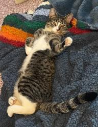 Lost Female Cat last seen Oak Ave and Santa Juanita Ave, Orangevale, CA 95662