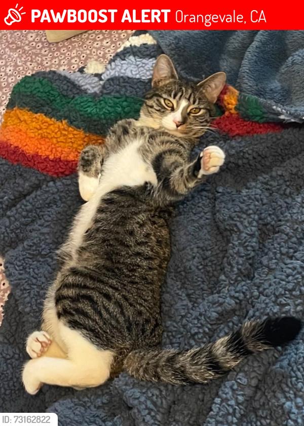 Lost Female Cat last seen Oak Ave and Santa Juanita Ave, Orangevale, CA 95662