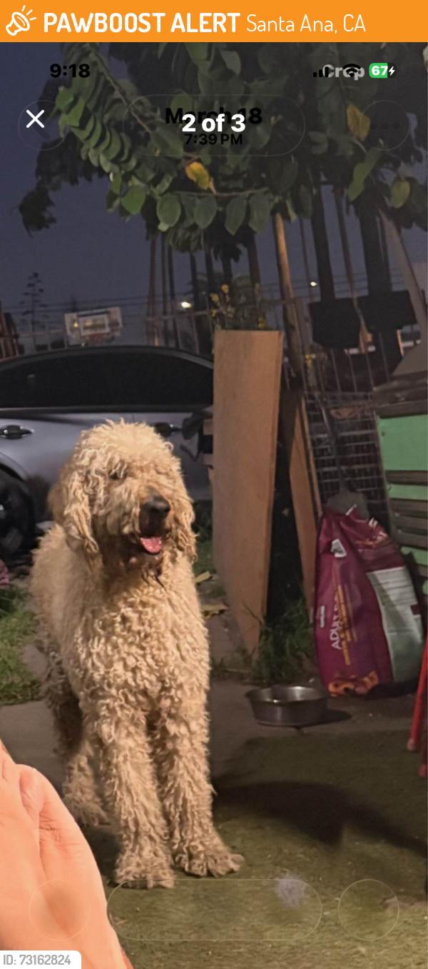 Found/Stray Unknown Dog last seen Near and grand, Santa Ana, CA 92701