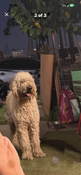 Found/Stray Unknown Dog last seen Near and grand, Santa Ana, CA 92701