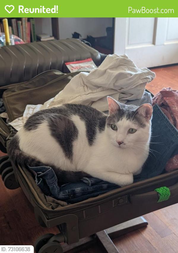Reunited Male Cat last seen 18th and Bryant in NE OKC, Oklahoma City, OK 73111
