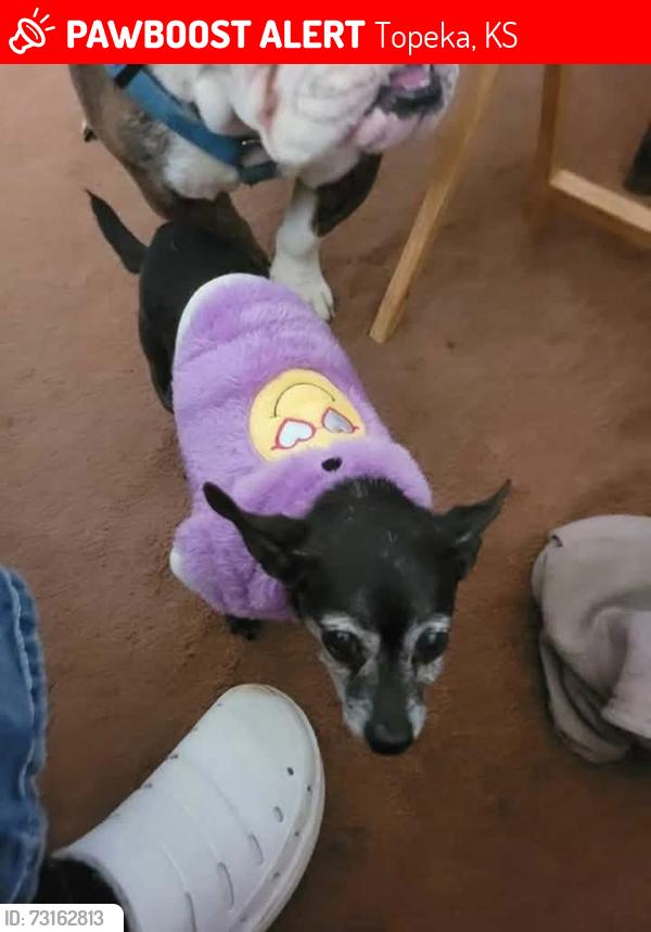 Lost Female Dog last seen 7th and jewell ave, Topeka, KS 66606