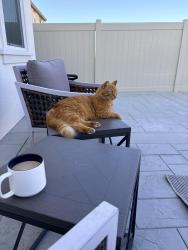 Lost Male Cat last seen Webster st, Highland, CA 92346