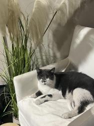 Lost Male Cat last seen 41st and Western, Sioux Falls, SD 57105