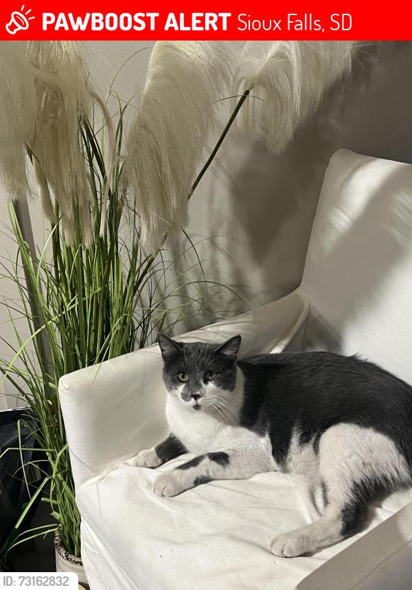 Lost Male Cat last seen 41st and Western, Sioux Falls, SD 57105