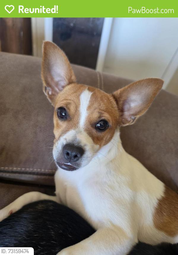 Reunited Male Dog last seen W. 91st St Mannford, OK 74044, Mannford, OK 74044