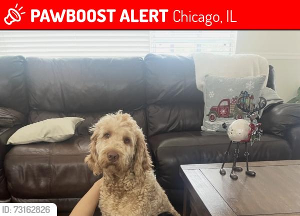 Lost Male Dog last seen Near n long, Chicago, IL 60639