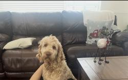 Lost Male Dog last seen Near n long, Chicago, IL 60639