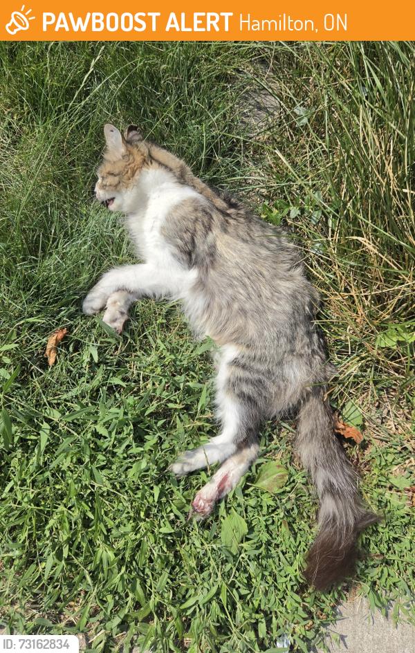 Found/Stray Unknown Cat last seen Wentworth Ave South and Delaware Ave, Hamilton, ON 