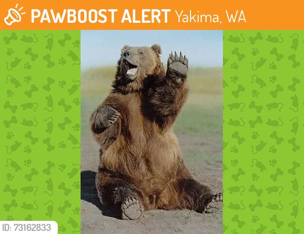 Found/Stray Male Dog last seen Across the street, Yakima, WA 98903