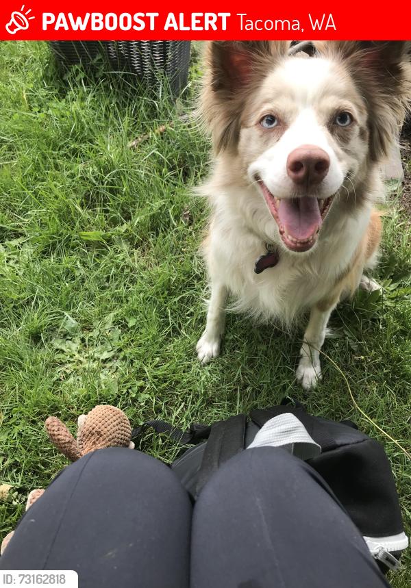 Lost Female Dog last seen Near St S in parkland near PLU, Tacoma, WA 98444