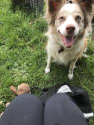 Lost Female Dog last seen Near St S in parkland near PLU, Tacoma, WA 98444