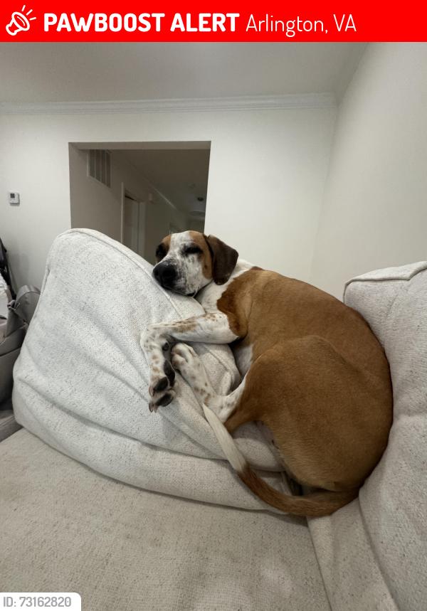 Lost Female Dog last seen West on Arlington Blvd & Rhodes St, Arlington, VA 22222