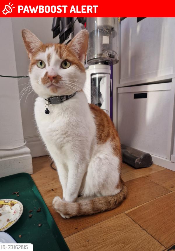 Lost Male Cat last seen St James Park/ Lynmouth Road, Greater London, England E17 8AF
