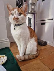 Lost Male Cat last seen St James Park/ Lynmouth Road, Greater London, England E17 8AF