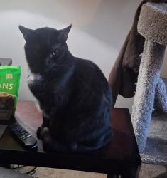 Lost Male Cat last seen Bald Eagle Dr, Kingston Springs, TN 37082