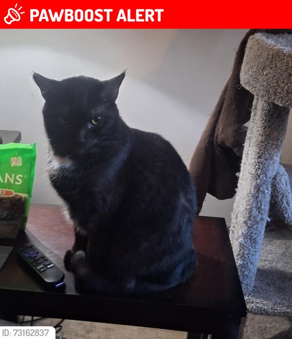 Lost Male Cat last seen Bald Eagle Dr, Kingston Springs, TN 37082