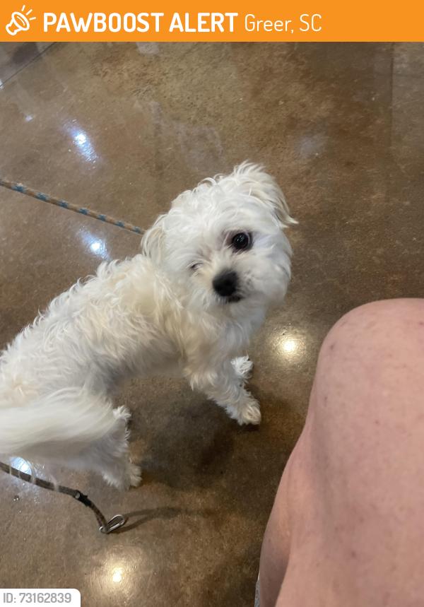 Found/Stray Male Dog last seen McDonald’s, Greer, SC 29651